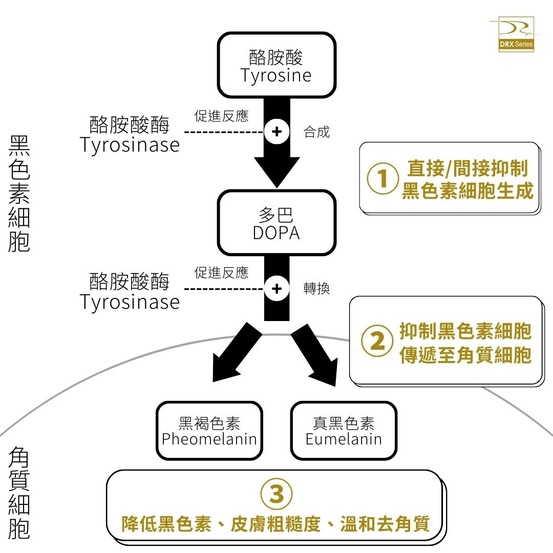 老是在美白裡下白功？你應該這樣做！美白秘笈三步驟，傳授給有斑點、膚色蠟黃、色素痘疤的你，這篇文章來教你，如何挑選美白產品時選擇自己最需要的配方，先做好這三件事，再來談美白！