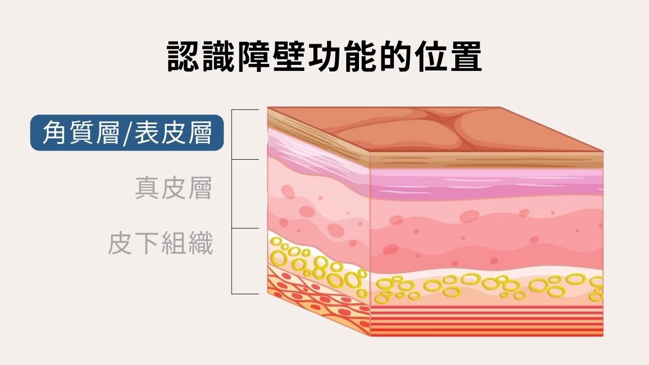 常聽到皮膚障壁功能，卻不知道到底是什麼意思嗎？我們可以把皮膚分成三層，第一層是角質層，第二層是真皮層，第三層是皮下組織，所謂皮膚障壁功能，就是落在第一層的角質層，今天就讓我們來解釋皮膚障壁功能的定義，還有要怎麼做才能建立起好的皮膚障壁功能吧！