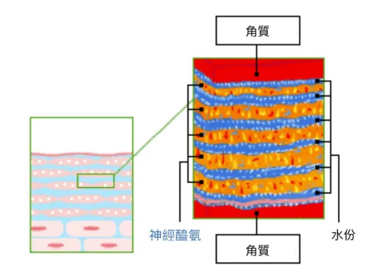 神經醯胺保養品是敏感肌的救星嗎?