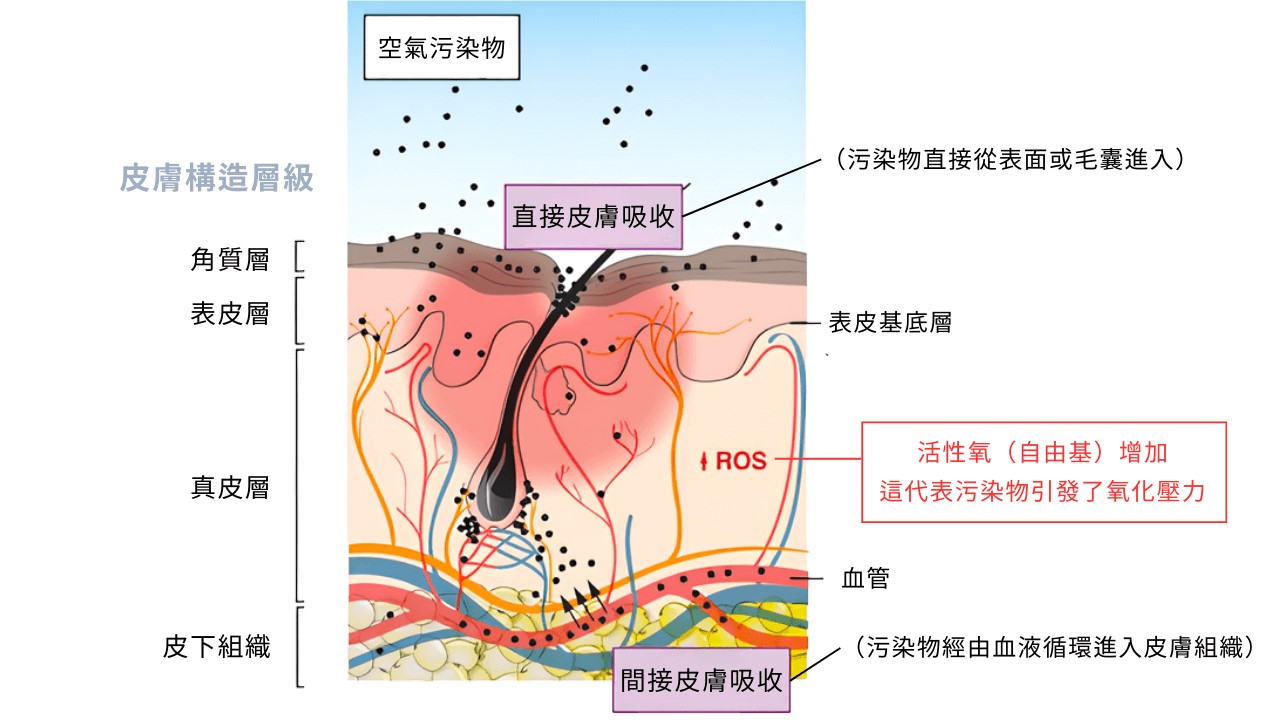 空氣不好會長痘痘嗎?室內空污會漲黑斑、讓皺紋會變多? 空氣不好會長痘痘嗎?室內空污會漲黑斑、讓皺紋會變多?