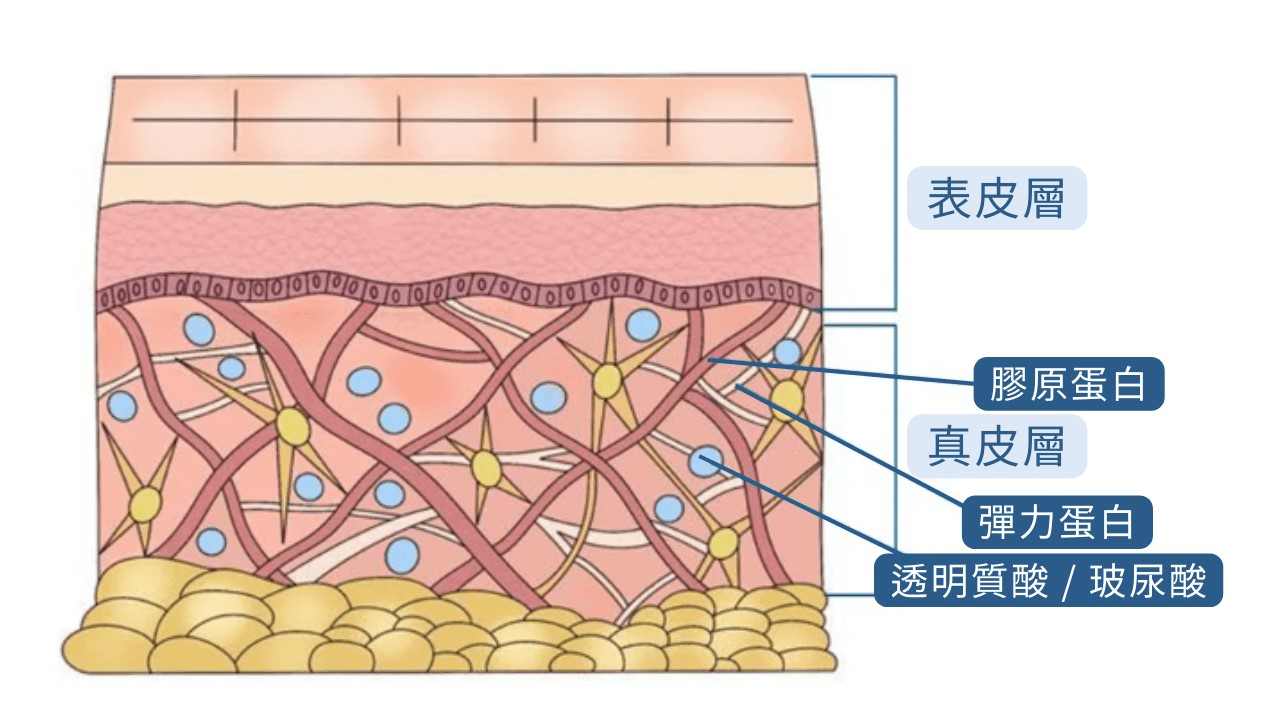 皮膚薄怎麼改善，補充膠原蛋白的方法？破壞膠原蛋白食物清單？